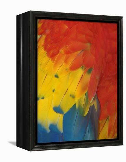 Scarlet Macaw Feathers-Bob Krist-Framed Premier Image Canvas