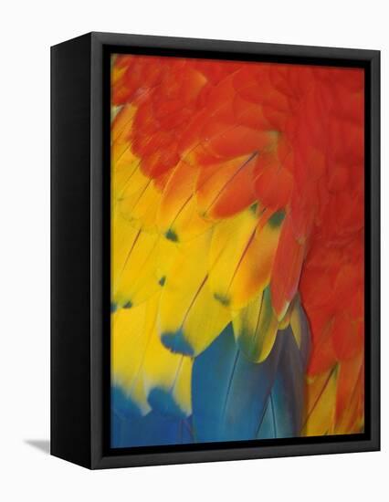 Scarlet Macaw Feathers-Bob Krist-Framed Premier Image Canvas