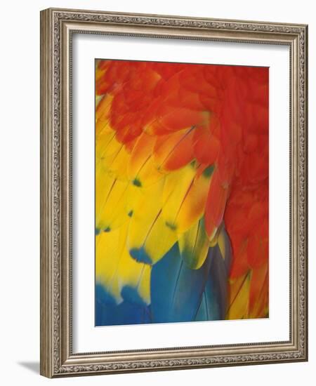 Scarlet Macaw Feathers-Bob Krist-Framed Photographic Print