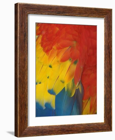 Scarlet Macaw Feathers-Bob Krist-Framed Photographic Print