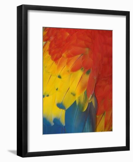 Scarlet Macaw Feathers-Bob Krist-Framed Photographic Print