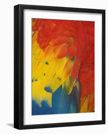 Scarlet Macaw Feathers-Bob Krist-Framed Photographic Print