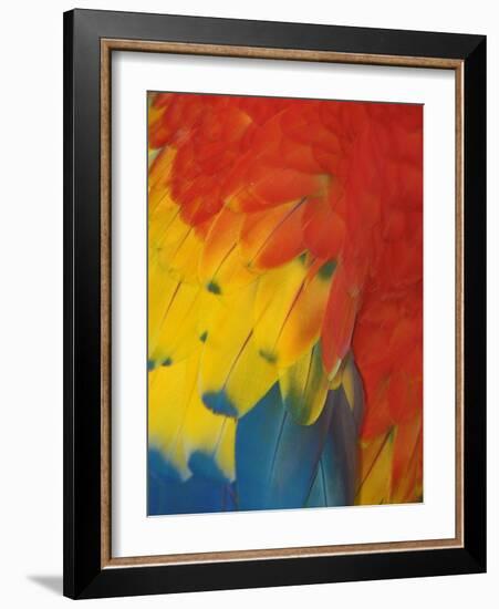 Scarlet Macaw Feathers-Bob Krist-Framed Photographic Print