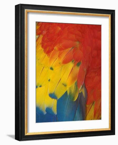 Scarlet Macaw Feathers-Bob Krist-Framed Photographic Print