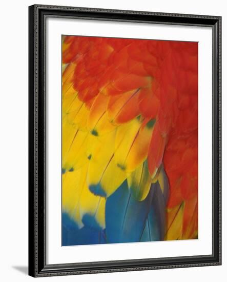 Scarlet Macaw Feathers-Bob Krist-Framed Photographic Print