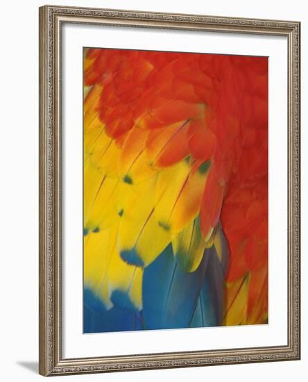 Scarlet Macaw Feathers-Bob Krist-Framed Photographic Print