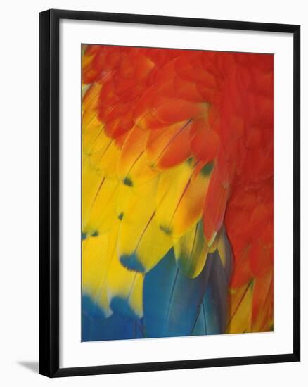 Scarlet Macaw Feathers-Bob Krist-Framed Photographic Print