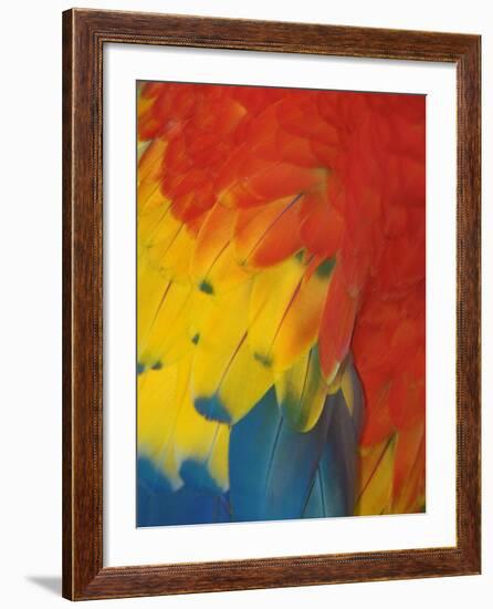 Scarlet Macaw Feathers-Bob Krist-Framed Photographic Print