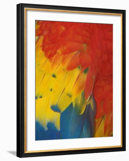 Scarlet Macaw Feathers-Bob Krist-Framed Photographic Print