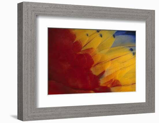 Scarlet Macaw Feathers-DLILLC-Framed Photographic Print