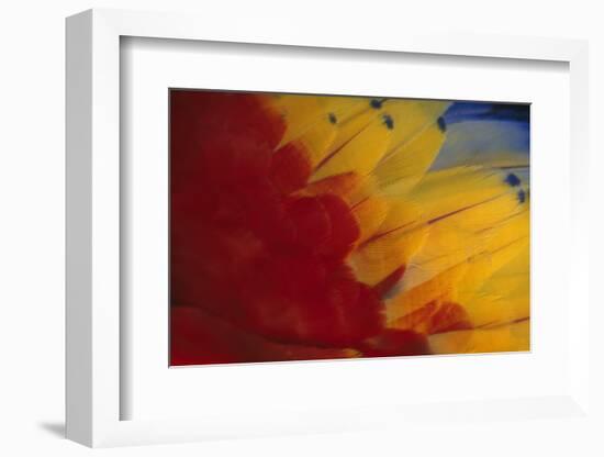 Scarlet Macaw Feathers-DLILLC-Framed Photographic Print