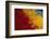 Scarlet Macaw Feathers-DLILLC-Framed Photographic Print