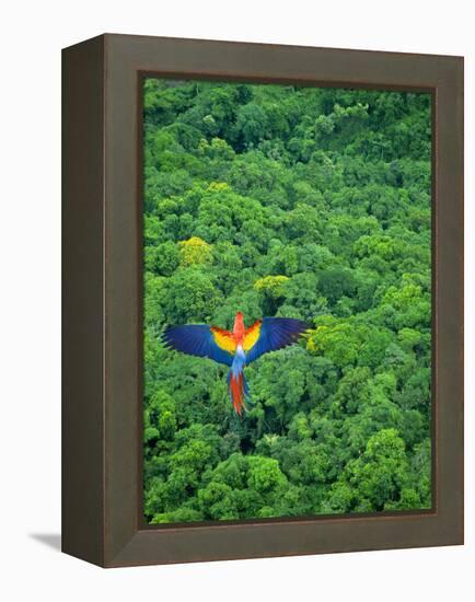 Scarlet Macaw Flying over Rainforest-Jim Zuckerman-Framed Premier Image Canvas