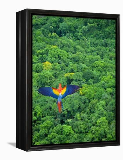 Scarlet Macaw Flying over Rainforest-Jim Zuckerman-Framed Premier Image Canvas