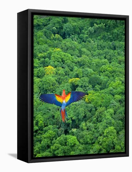 Scarlet Macaw Flying over Rainforest-Jim Zuckerman-Framed Premier Image Canvas