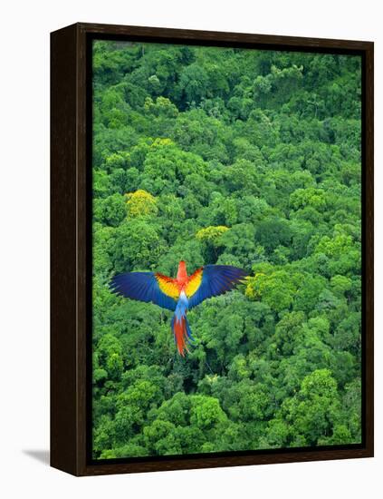 Scarlet Macaw Flying over Rainforest-Jim Zuckerman-Framed Premier Image Canvas