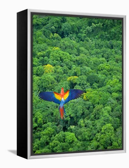 Scarlet Macaw Flying over Rainforest-Jim Zuckerman-Framed Premier Image Canvas