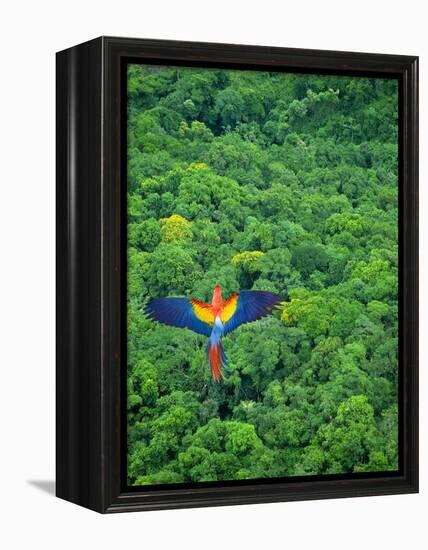 Scarlet Macaw Flying over Rainforest-Jim Zuckerman-Framed Premier Image Canvas