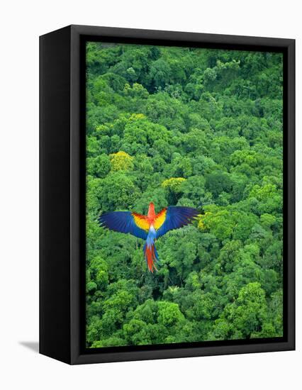 Scarlet Macaw Flying over Rainforest-Jim Zuckerman-Framed Premier Image Canvas