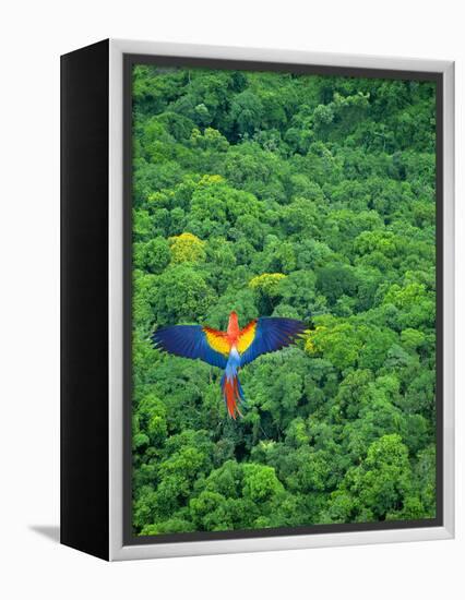 Scarlet Macaw Flying over Rainforest-Jim Zuckerman-Framed Premier Image Canvas