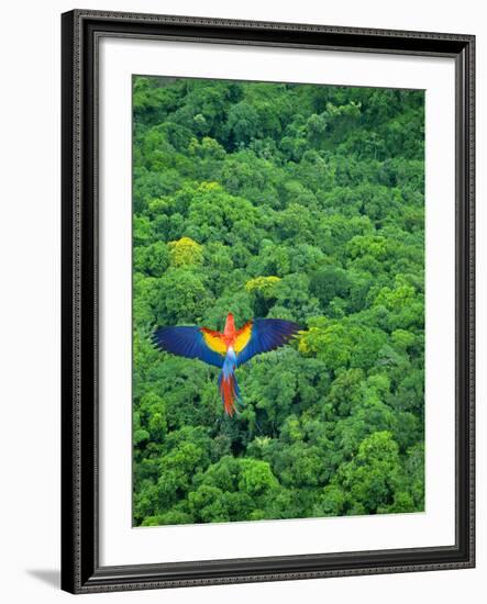 Scarlet Macaw Flying over Rainforest-Jim Zuckerman-Framed Photographic Print