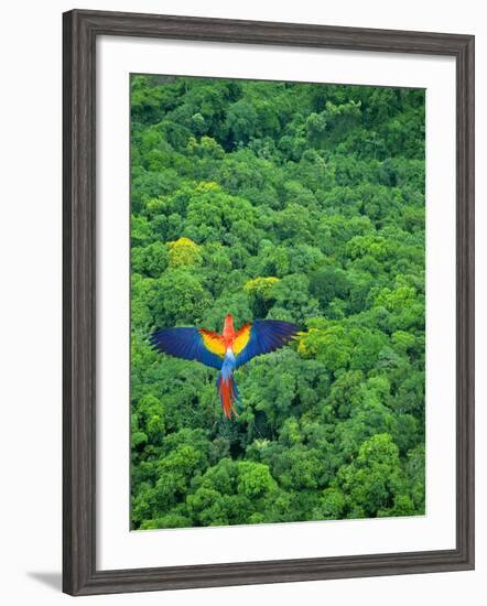 Scarlet Macaw Flying over Rainforest-Jim Zuckerman-Framed Photographic Print