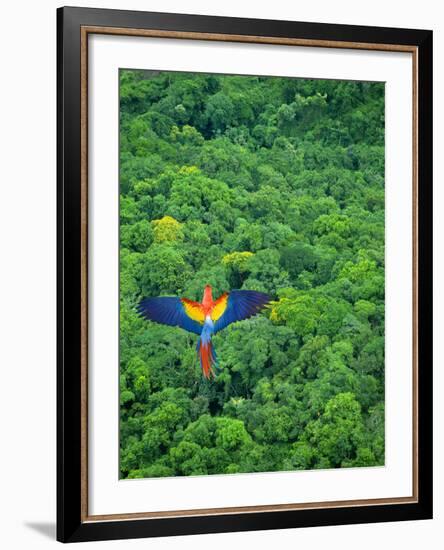 Scarlet Macaw Flying over Rainforest-Jim Zuckerman-Framed Photographic Print