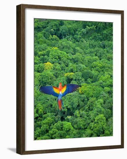 Scarlet Macaw Flying over Rainforest-Jim Zuckerman-Framed Photographic Print