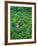 Scarlet Macaw Flying over Rainforest-Jim Zuckerman-Framed Photographic Print