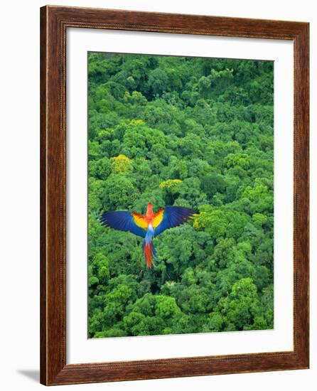 Scarlet Macaw Flying over Rainforest-Jim Zuckerman-Framed Photographic Print