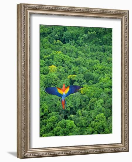 Scarlet Macaw Flying over Rainforest-Jim Zuckerman-Framed Photographic Print