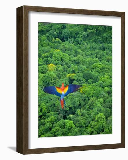 Scarlet Macaw Flying over Rainforest-Jim Zuckerman-Framed Photographic Print