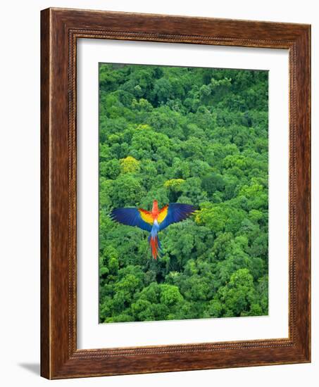 Scarlet Macaw Flying over Rainforest-Jim Zuckerman-Framed Photographic Print