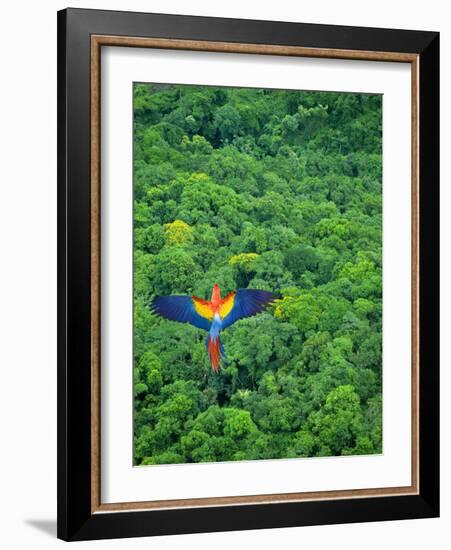 Scarlet Macaw Flying over Rainforest-Jim Zuckerman-Framed Photographic Print