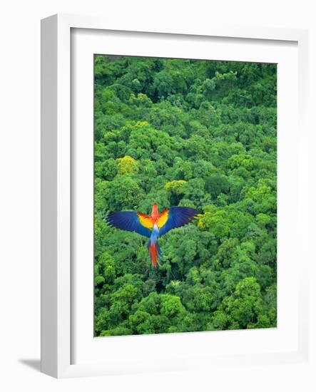 Scarlet Macaw Flying over Rainforest-Jim Zuckerman-Framed Photographic Print