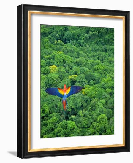 Scarlet Macaw Flying over Rainforest-Jim Zuckerman-Framed Photographic Print