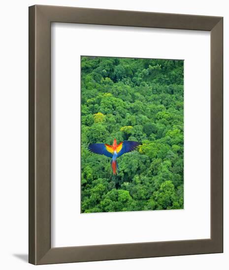 Scarlet Macaw Flying over Rainforest-Jim Zuckerman-Framed Photographic Print