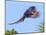 Scarlet Macaw in Flight. Costa Rica. Central America-Tom Norring-Mounted Photographic Print