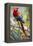 Scarlet Macaw on a Branch-Howard Ruby-Framed Premier Image Canvas