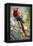 Scarlet Macaw on a Branch-Howard Ruby-Framed Premier Image Canvas