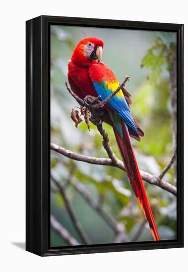 Scarlet Macaw on a Branch-Howard Ruby-Framed Premier Image Canvas