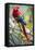 Scarlet Macaw on a Branch-Howard Ruby-Framed Premier Image Canvas