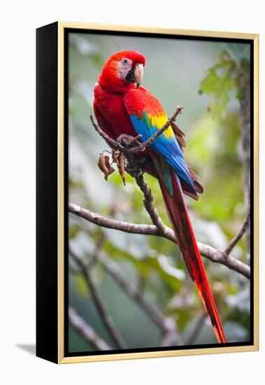 Scarlet Macaw on a Branch-Howard Ruby-Framed Premier Image Canvas