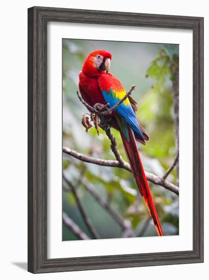 Scarlet Macaw on a Branch-Howard Ruby-Framed Photographic Print