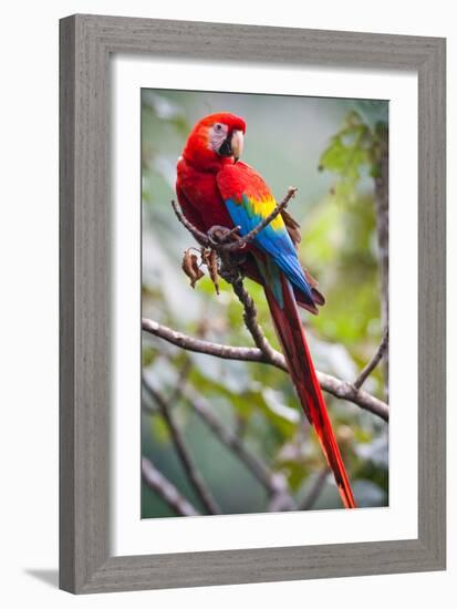 Scarlet Macaw on a Branch-Howard Ruby-Framed Photographic Print