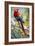 Scarlet Macaw on a Branch-Howard Ruby-Framed Photographic Print