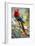 Scarlet Macaw on a Branch-Howard Ruby-Framed Photographic Print