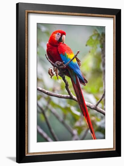 Scarlet Macaw on a Branch-Howard Ruby-Framed Photographic Print