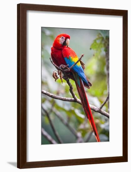 Scarlet Macaw on a Branch-Howard Ruby-Framed Photographic Print