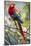 Scarlet Macaw on a Branch-Howard Ruby-Mounted Photographic Print